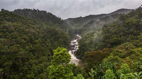 Image of a forest from frontiersin.org